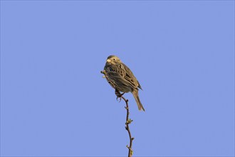 Corn bunting (Miliaria calandra) perched on twig against blue sky