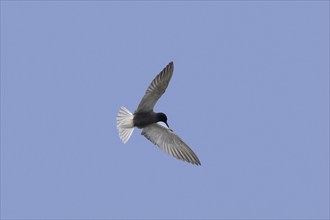 Black tern (Chlidonias niger) in breeding plumage in flight against blue sky