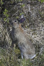 Rabbit (Oryctolagus cuniculus) eating new shoots in shrubs, thicket, Germany, Europe