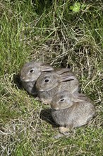 Young European rabbits (Oryctolagus cuniculus) in front of burrow entrance, Germany, Europe