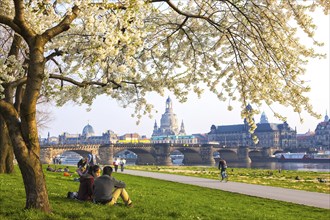 Spring on the Königsufer in Dresden