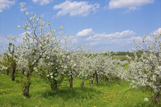 Orchards near Dohna