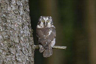 Tengmalm's Owl (Aegolius funereus), Czech Republic, Europe