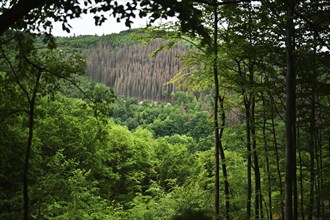 Forest damage in the Sauerland region has caused about 40 % of the spruce stand, especially in