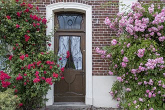 Old house door, climbing roses, Münsterland, North Rhine-Westphalia, Germany, Europe