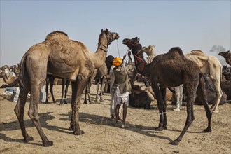 PUSHKAR, INDIA, NOVEMBER 20, 2012: Indian men and camels at Pushkar camel fair (Pushkar Mela),