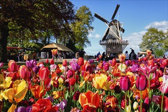 KEUKENHOF, NETHERLANDS, MAY 9, 2017: Blooming pink tulips flowerbed in Keukenhof garden, aka the