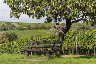 Bench, resting bench under a quinces (Cydonia oblonga), Southern Palatinate, Palatinate,