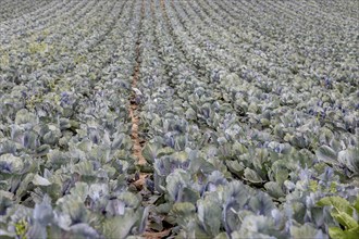 Field with red cabbage (Brassica oleracea convar. capitata var. rubra L.), Southern Palatinate,