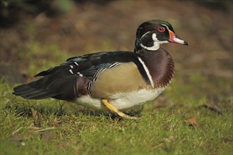 Wood duck (Aix sponsa), male, portrait, water bird, duck, green duck, green duck, Anatinae, duck