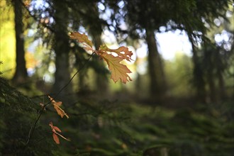 Autumn slowly begins to take over, here on 22.10.2019, Germany, Europe