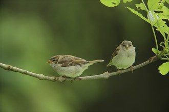 Two house sparrow (Passer domesticus) on a branch in Bad Schönborn, Baden-Württemberg, Germany,