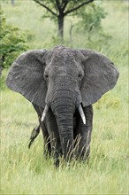 African elephant (Loxodonta africana) bull elephant, Sabie Sand Game Reserve, South Africa, Africa