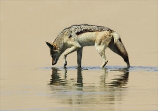 Silver Backed Jackal (Canis mesomelas) reflected in a pool of water, Sandwich Harbour, Namibia,