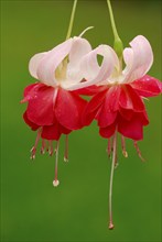 Fuchsia 'Veenlust'(Fuchsia)