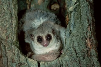 Lesser Dwarf Lemur (Cheirogaleus medius), Berenty, Madagascar, Africa