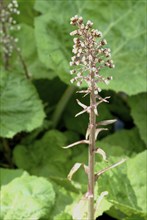 Butterbur (Petasites hybridus), medicinal plant, herb, wild plant, medicinal use