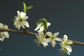 Flower of blackthorn (Prunus spinosa), blackthorn, medicinal plant, fruits, flowers and bark of