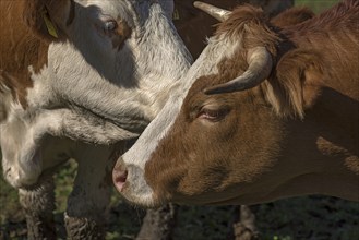 Portrait of Buntscheck cattle, Franconia, Bavaria, Germany, Europe