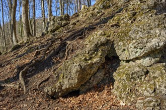 Root system of trees and limestone rocks, here on the basis of a forest area in the Swabian Alb