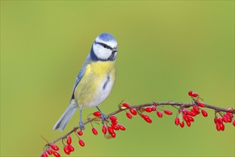 Blue Tit (Parus caeruleus) on Green Barberry (Berberis thunbergii) with red berries in autumn,