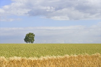 Solitary tree, birch (Betula) in green grain field, blue cloudy sky, North Rhine-Westphalia,