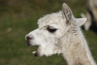 Alpaca (Vicugna pacos), animal portrait, Germany, Europe