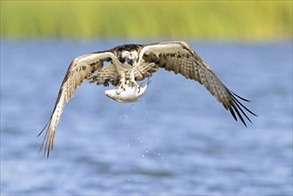 Western osprey (Pandion haliaetus) flying with caught fish, Lake Malchin, Mecklenburg-Western