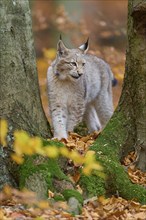 Eurasian lynx (Lynx lynx), in forest at autumn