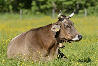 Domestic cattle (Bos primigenius taurus) with a cowbell resting in a meadow, Stillachtal near