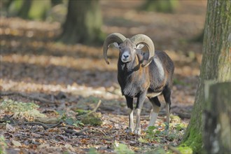 European mouflon (Ovis gmelini musimon), ram standing in the forest, Taunus, Hesse, Germany, Europe