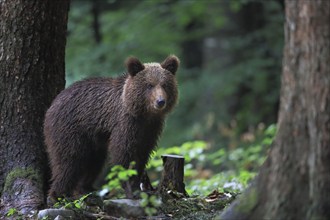 Brown bear (Ursus arctos), young in the forest, fluffy, cute, Slovenia, Europe