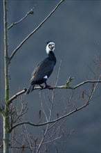 Great cormorant (Phalacrocorax carbo), adult bird, in breeding plumage, Essen, Ruhr area, North