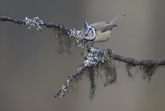 Crested Tit (Lophophanes cristatus), on a branch covered with bearded lichen, Biosphere Reserve,