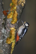 Great spotted woodpecker (Dendrocopos major), male on a tree trunk overgrown with mushrooms, beech,