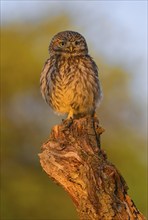 Little Owl (Athene noctua), on dead apple tree branch in evening light, Biosphere Reserve, Swabian