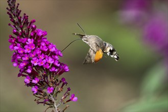 Hummingbird hawk-moth (Macroglossum stellatarum), flying, sucking nectar on flower of