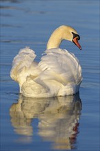 Mute Swan (Cygnus olor), male in impersonation pose, courtship display, Isar, Munich, Bavaria,