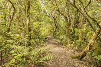 Laurel forest, cloud forest, Anaga Mountains, Tenerife, Canary Islands, Spain, Europe