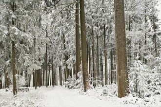 Forest path through snow-covered coniferous forest, Horben, Canton Aargau, Switzerland, Europe