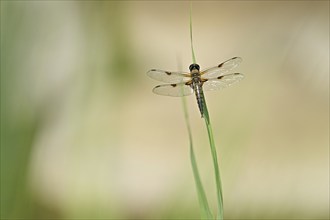 Four-spotted chaser (Libellula quadrimaculata), sitting on a reed, Canton Zurich, Switzerland,