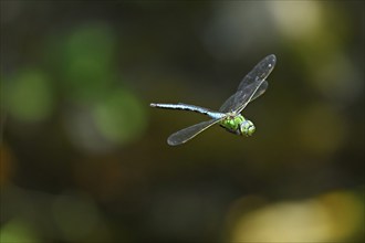 Emperor dragonfly (Anax imperator), in flight, Selger Moor, Canton Zurich, Switzerland, Europe