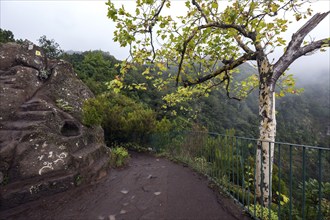 Viewpoint Miradouro dos Balcoes Ribeiro Frio, Madeira, Portugal, Europe