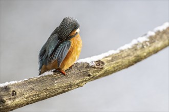 Common kingfisher (Alcedo atthis) preening, Emsland, Lower Saxony, Germany, Europe