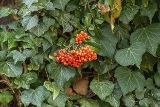 Berries, barberry (Berberis), Upper Beeding, South Downs, West Sussex, England, Great Britain