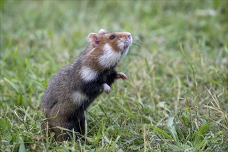 European hamster (Cricetus cricetus) in a meadow, Vienna, Austria, Europe