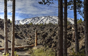 Snow-capped peaks, trees, wall of lava rubble, Etna, volcano, eastern Sicily, Sicily, Italy, Europe