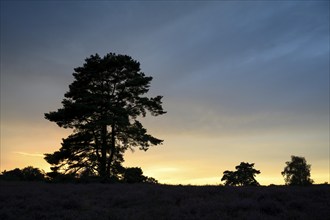 Single pine tree in front of evening sky, at sunset, heathland, Westruper Heide, Haltern, North