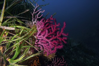 Violescent sea-whip (Paramuricea clavata) with open polyps in the Mediterranean near Hyères. Dive