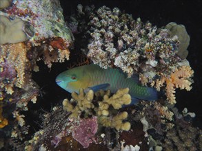 A rusty-naped parrotfish (Scarus ferrugineus) seeks shelter for the night among stony corals. Dive